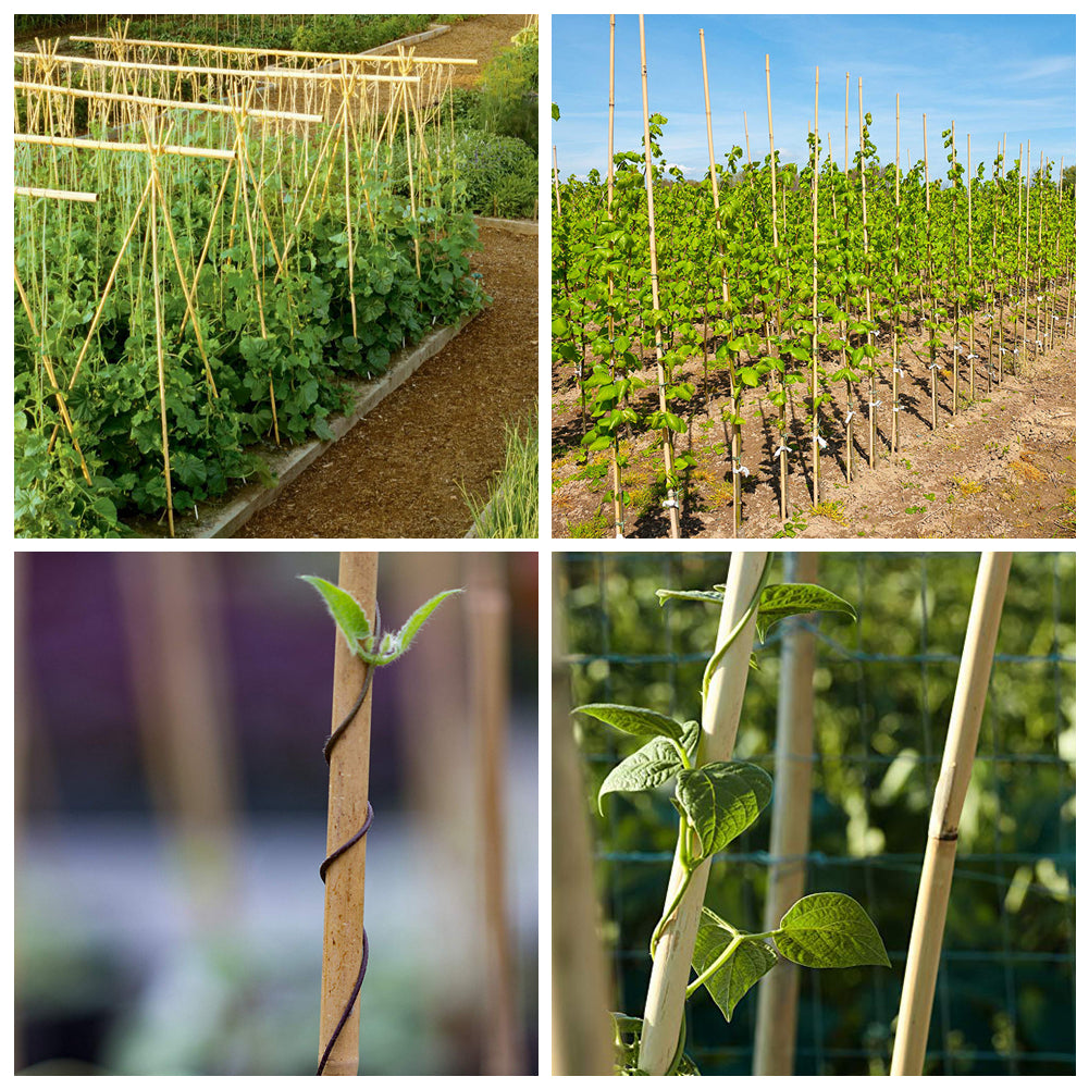 Natural Bamboo Garden Stakes / Canes Large sizes - Grower's Solution